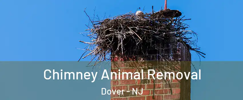 Chimney Animal Removal Dover - NJ