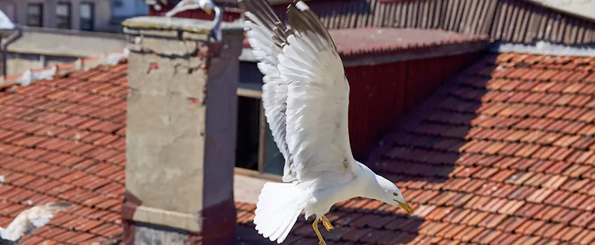 Residential Chimney Animal Removal Solution in Dover, NJ