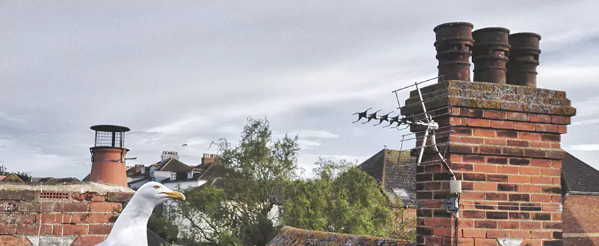 Chimney Cleaning And Restoration in Dover, New Jersey